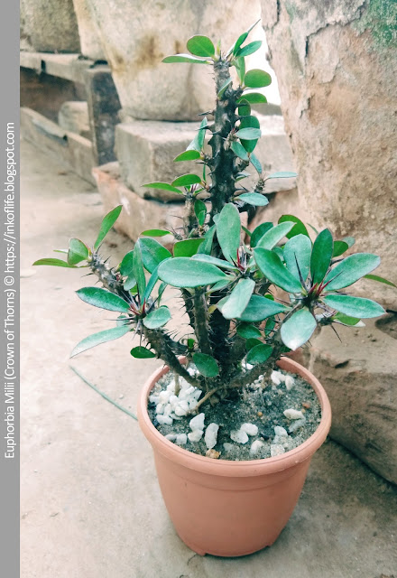 Euphorbia Milii (Crown of Thorns) Care
