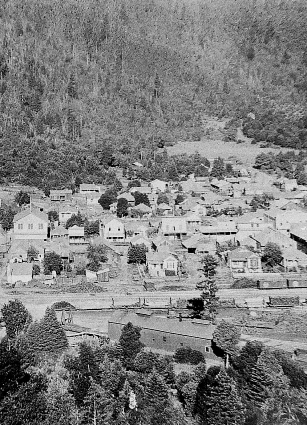 Forestdweller Boulder Creek