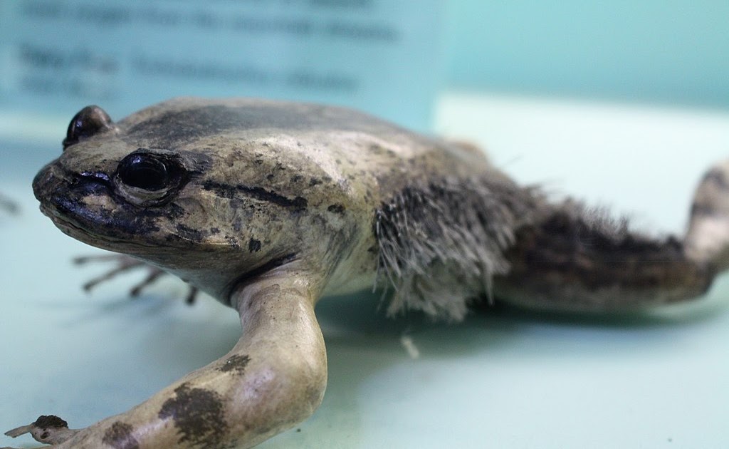 Wolverine frog, (Trichobatrachus robustus), hairy frogs facts Funny