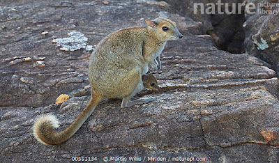 wallabies world