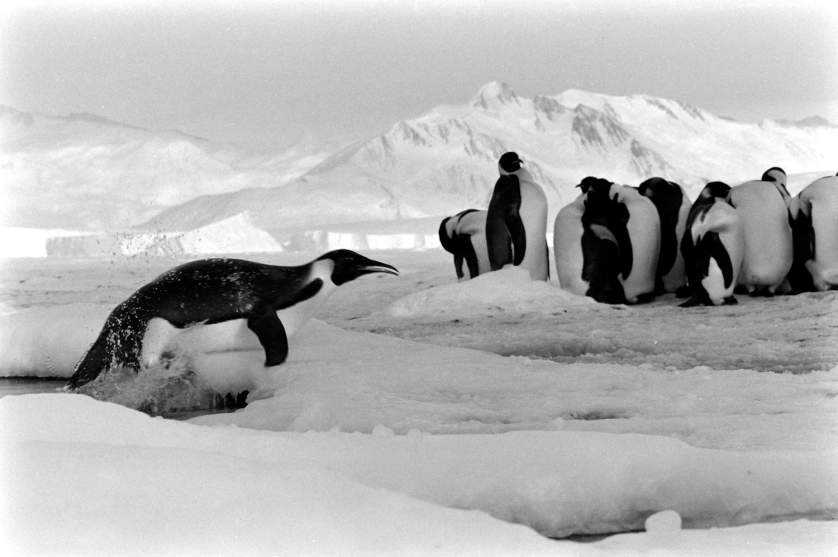 В середине 20 века антарктида для многих. Аэродром Новолазаревская Антарктида. Антарктида ПИНГВИНГЛАР. Антарктида в 1964. Пингвины в Антарктиде.