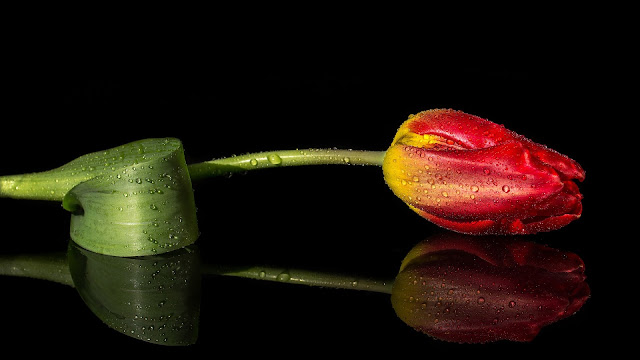 Tulipan con gotas de agua