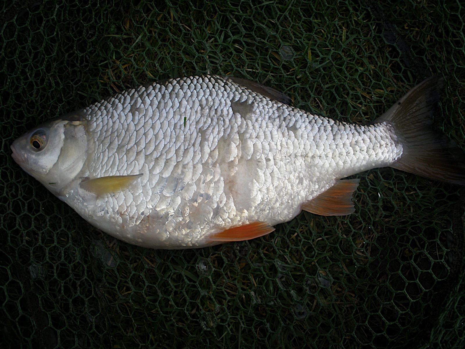 Idler's Quest: Roach Length/Weight Curve - A New Record is out There