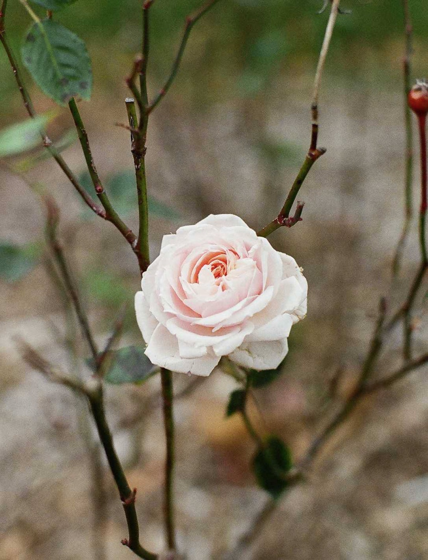 Fashion Editorial: Bella Hadid by Ben Morris for ELLE Russia September 2017