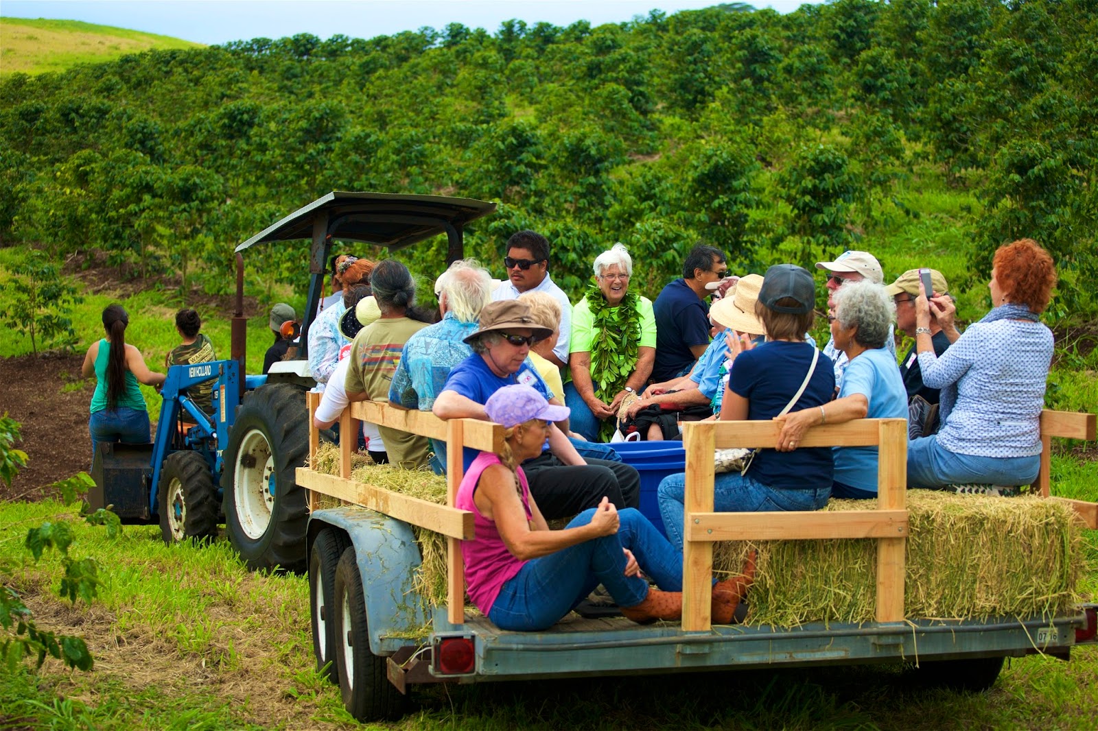 Ka'u Coffee Festival Hay Bail Rides, Coffee Tours and Ranch Style Eating