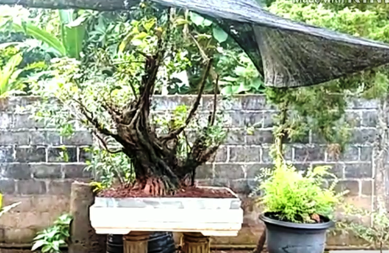 KIREINA BONSAI Panen Beringin Kimeng (Ficus Microcarpa) Hasil Budidaya