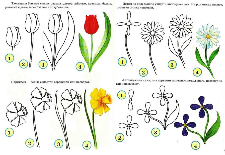 клумбовые цветы рисунки. рисование тюльпанов с детьми. рисовать цветы как называется. рисовать цветы как называется. рисование цветов для детей.