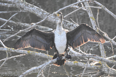 Corb marí gros (Phalacrocorax carbo)