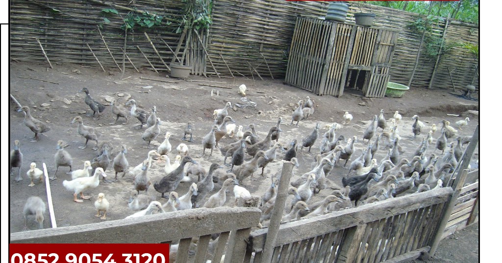 Harga Bebek Hari Ini Jual Bibit Bebek Pedaging Lampung