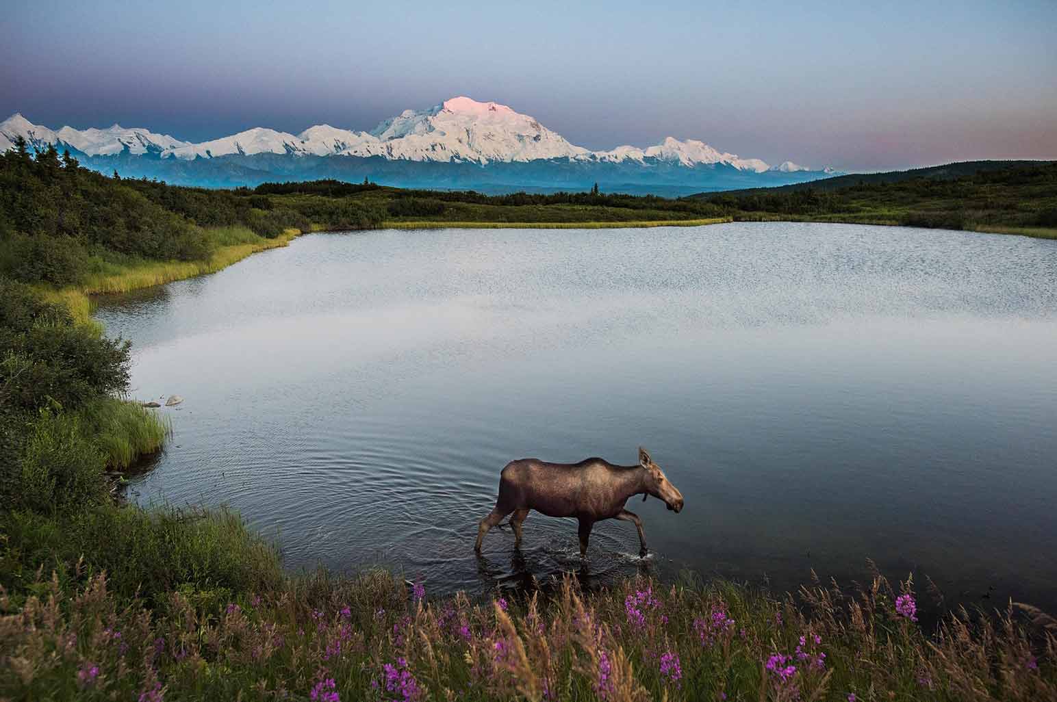 Fascinating Facts about Denali National Park