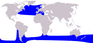 Uzun yüzgeçli pilot balinanın dağılım haritası
