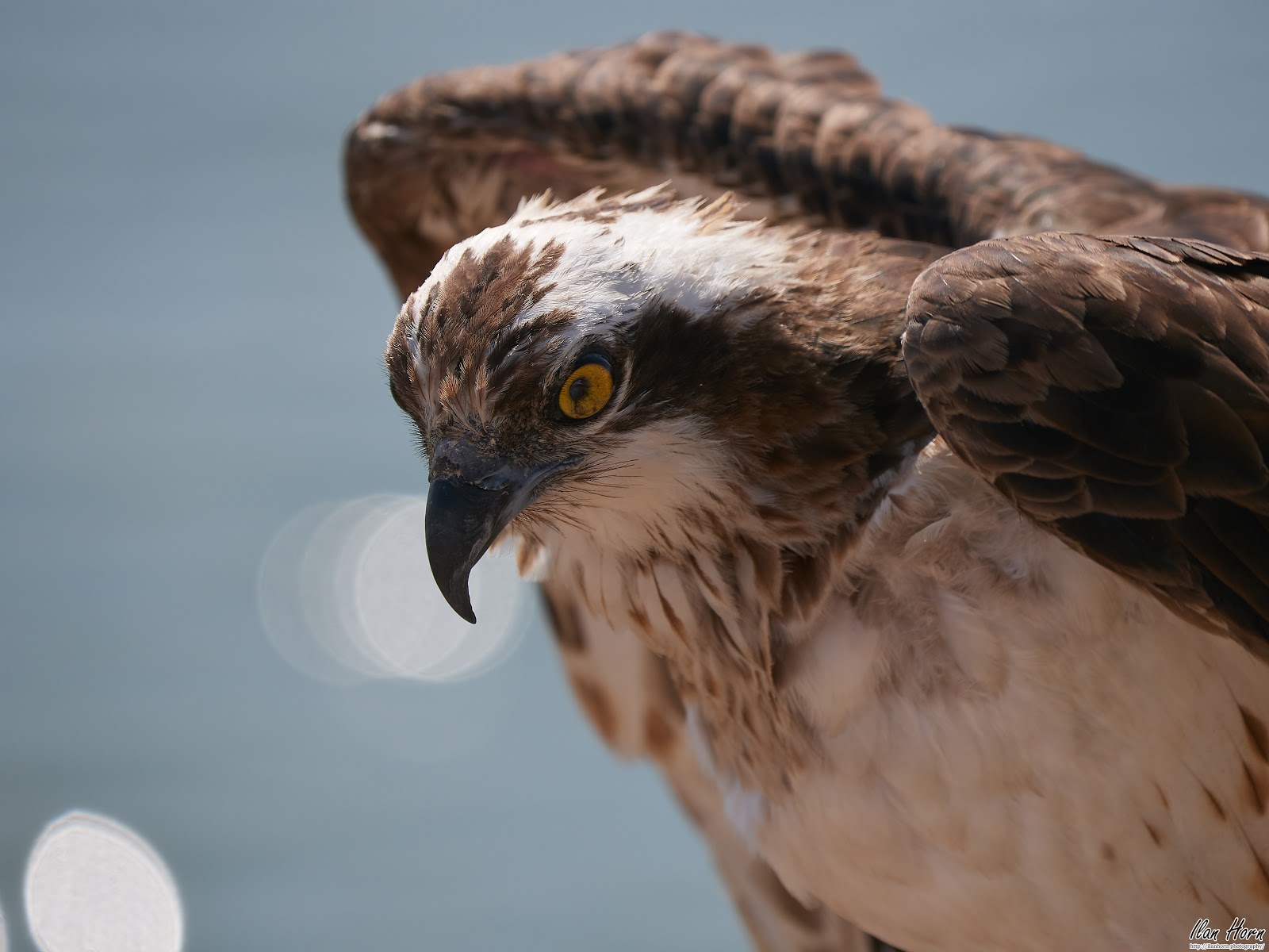 Osprey CloseUp