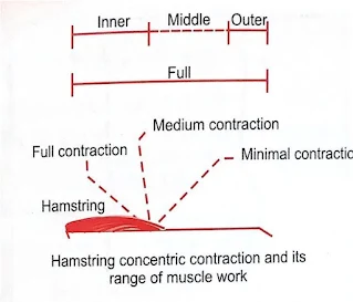 Range of Muscle work in Physiotherapy