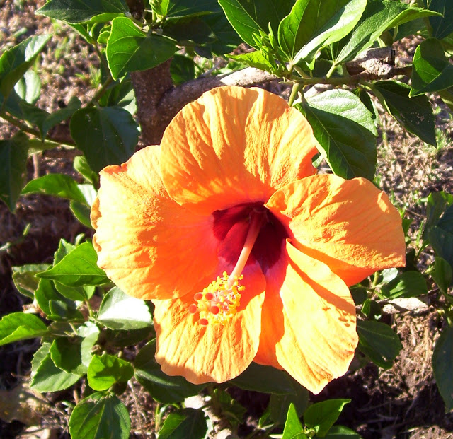 Flor de Hibiscus Sinensis anaranjada