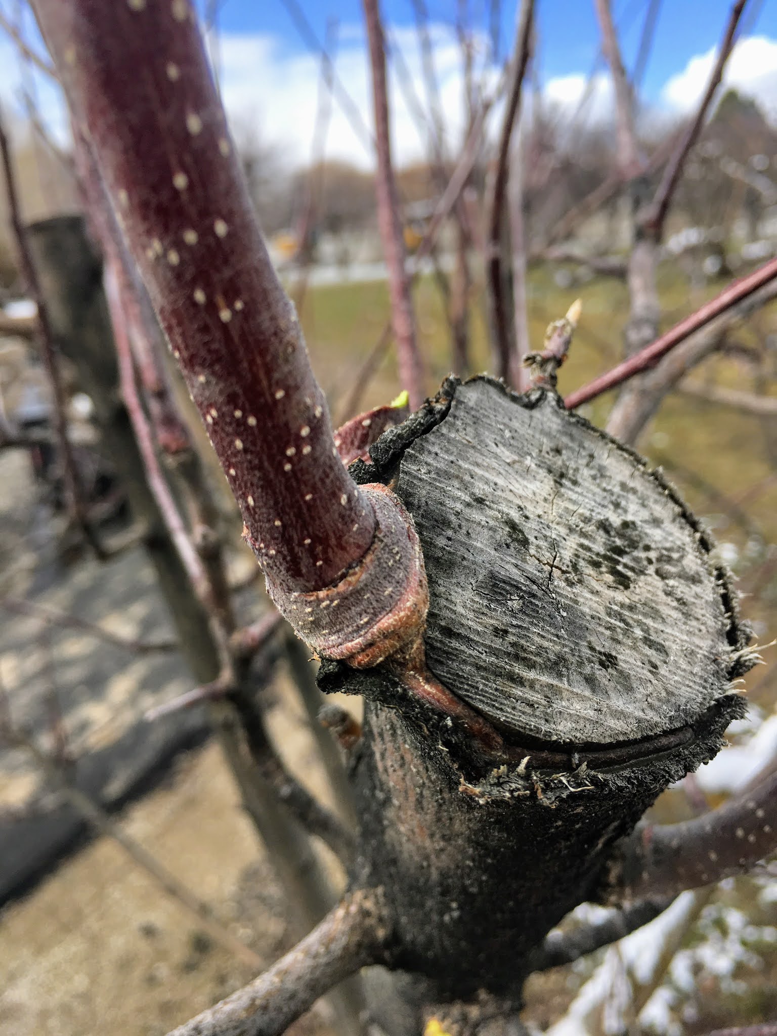 Fruit Tree Pruning at Its Best How to Prune Apple Trees