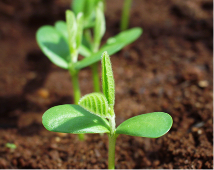 Agora a imagem mostra as sementes germinando no terreno, nascendo os primeiros brotos