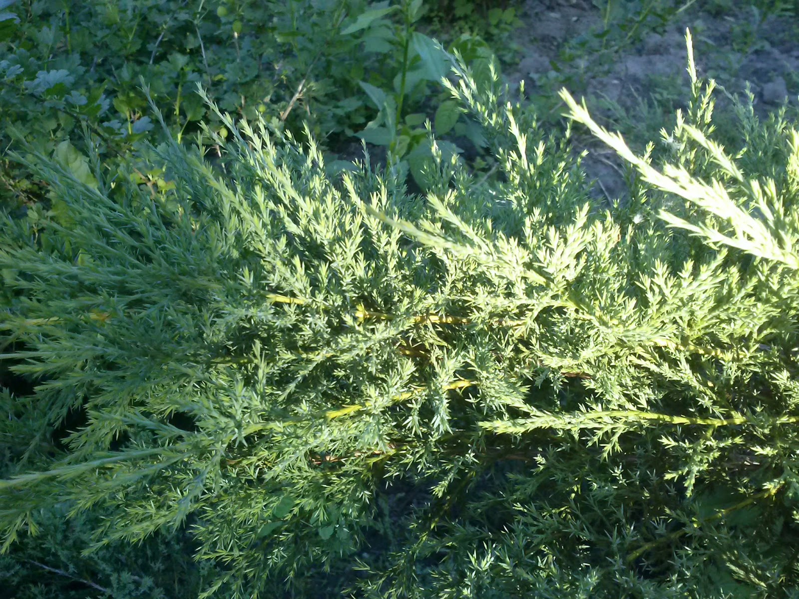 можжевельник бартон. Juniperus communis barton. можжевельник даурский ленинград. можжевельник бартон. Juniperus communis barton зимостойкость.
