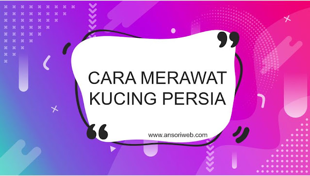 9 Cara Merawat Kucing Persia Umur 2 Bulan