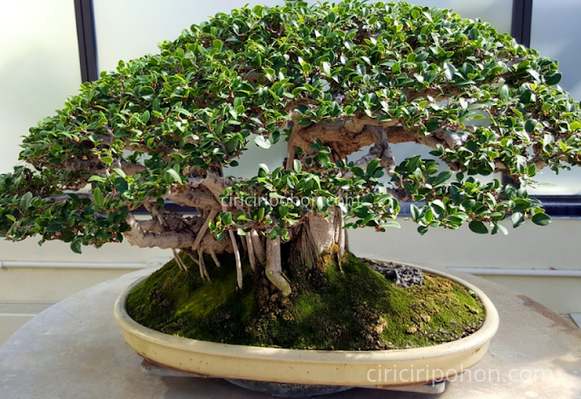 Ciri Ciri Pohon Bonsai Dolar