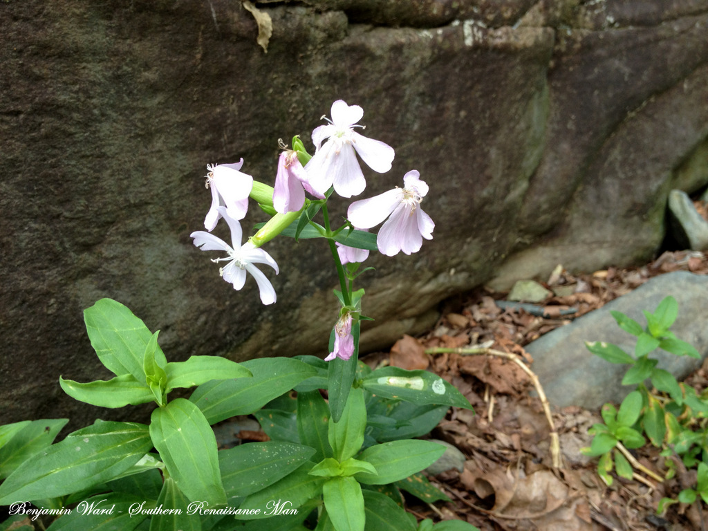 Southern Renaissance Man Fly Fishing North Fork Moormans River Charlottesville Virginia