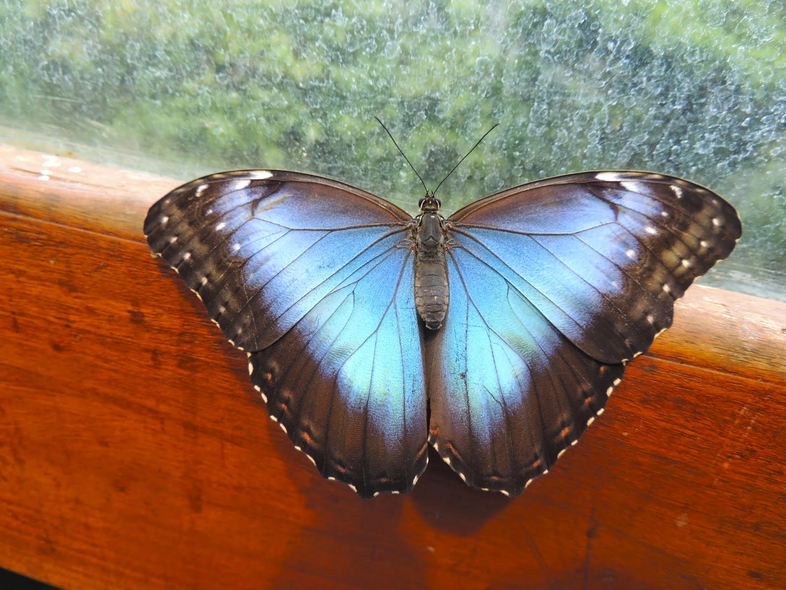 Tamarindo, Costa Rica Daily Photo: Blue Morpho Butterfly