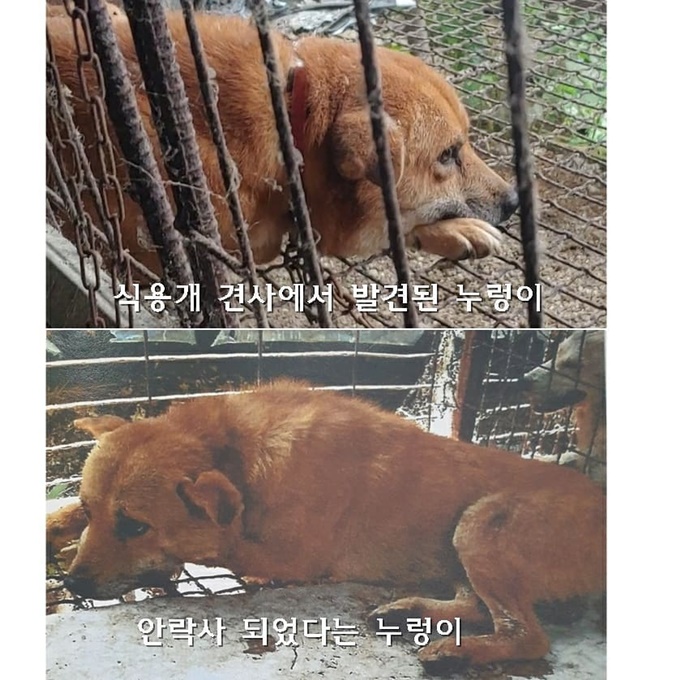 이미지에 대체텍스트 속성이 없습니다; 파일명은 beaglerescuenetwork_119894162_646060866349136_5068391947731064328_n.jpg 입니다.