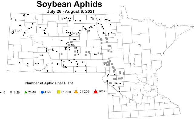 Map of severity of soybean aphid infestations in scouted fields
