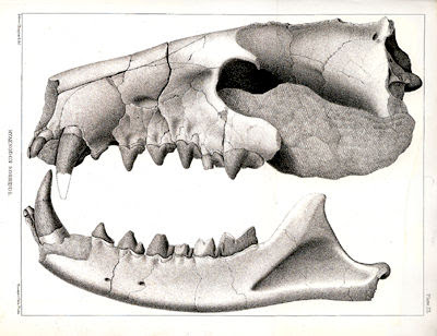 Hyaenodon skull