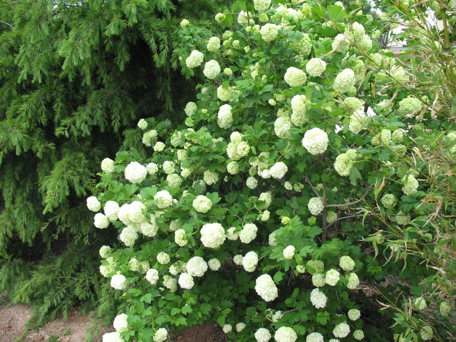 Roses du jardin Chêneland: Fleurs blanches du mois de mai
