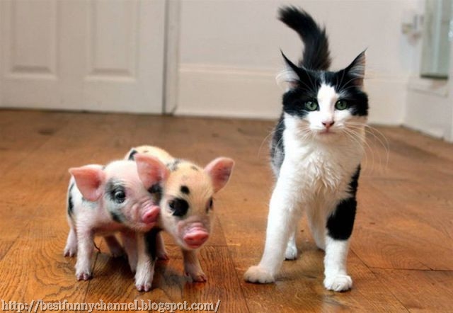 Two small pigs and cat.