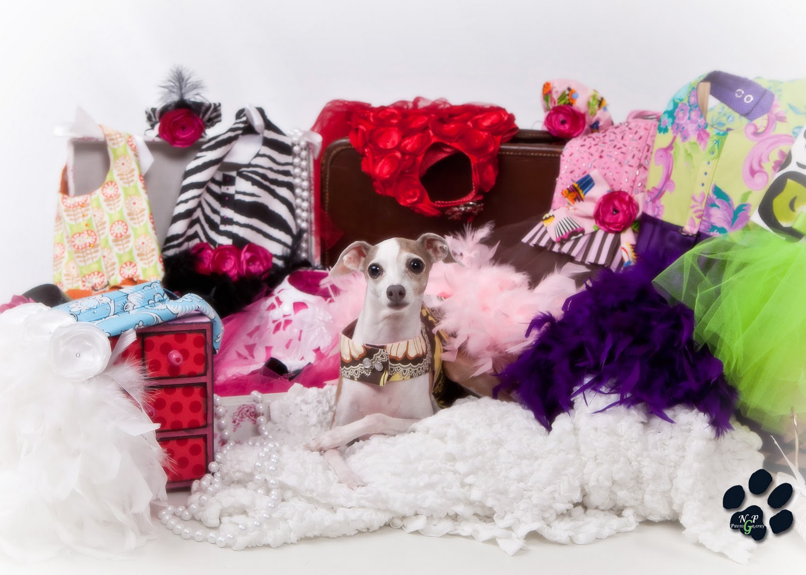 KO Couture Pet Fashion Dog Modeling Tips & Advice Part 1