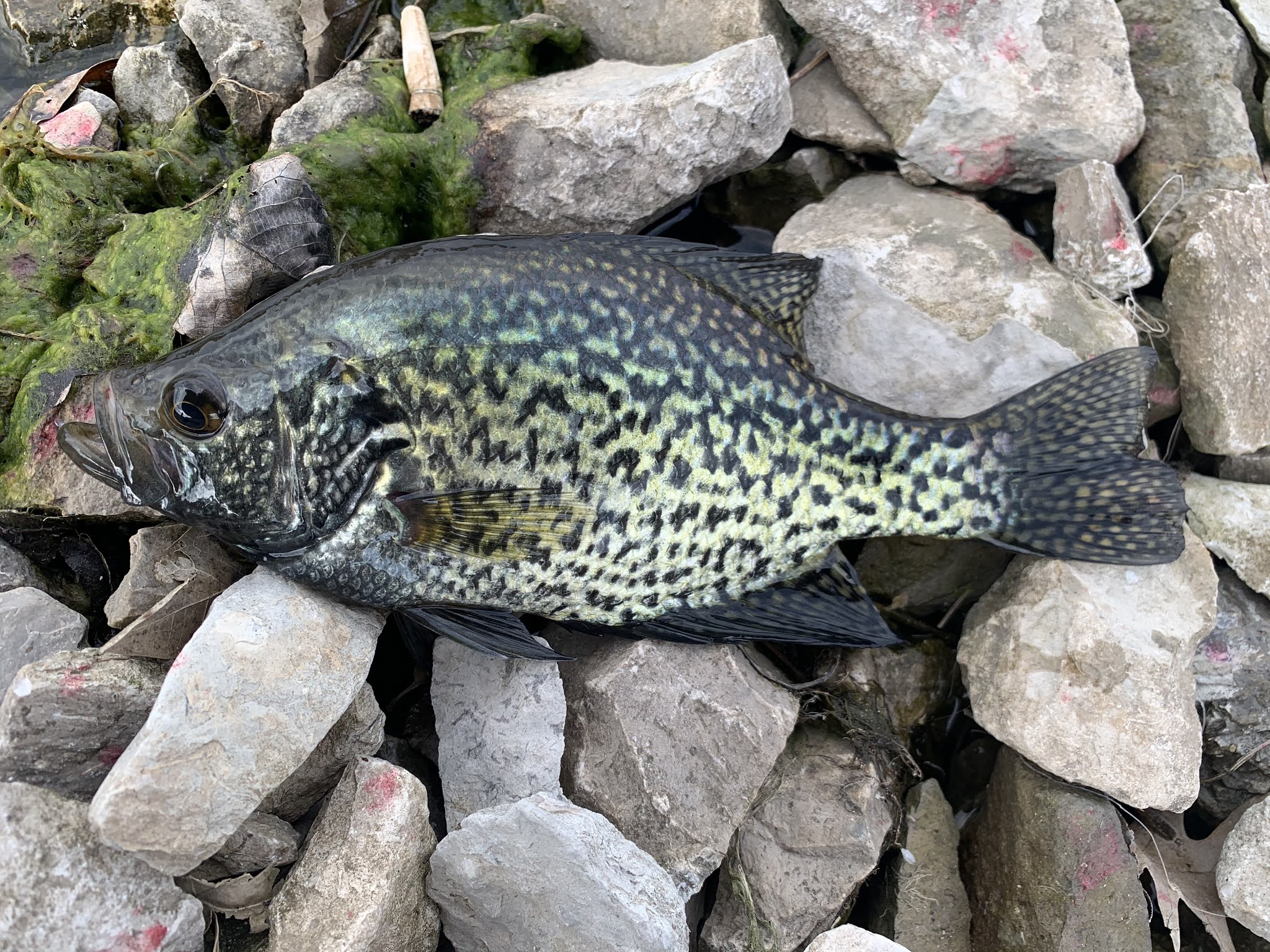 The Show Me Fly Guy Lone Jack Lake Fishing Report