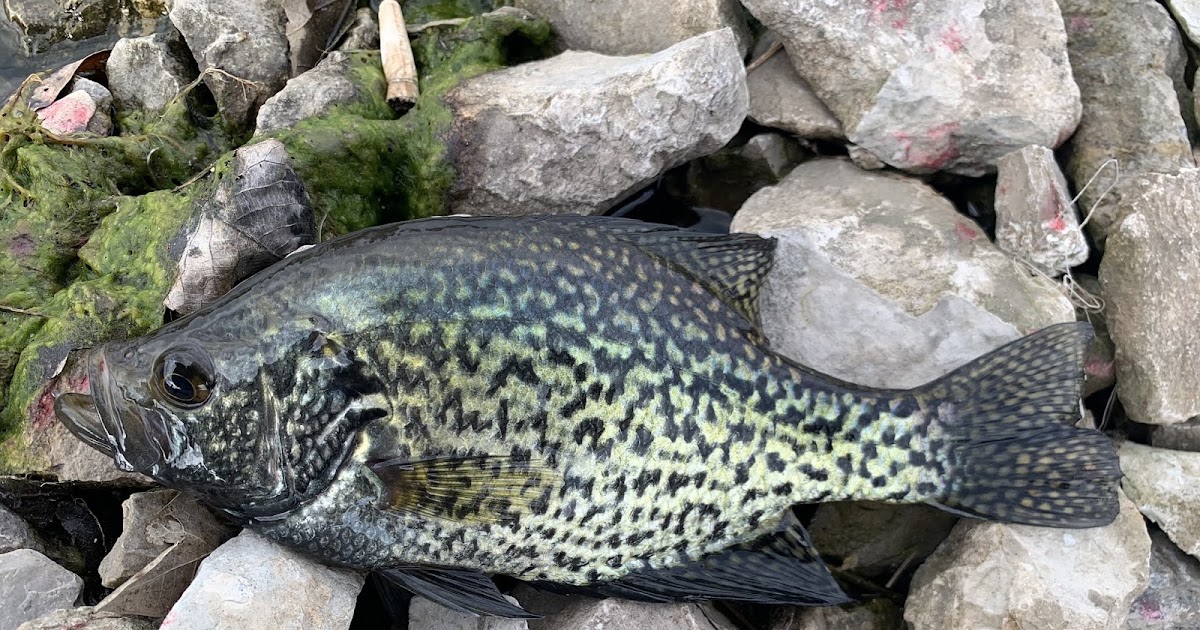 The Show Me Fly Guy Lone Jack Lake Fishing Report
