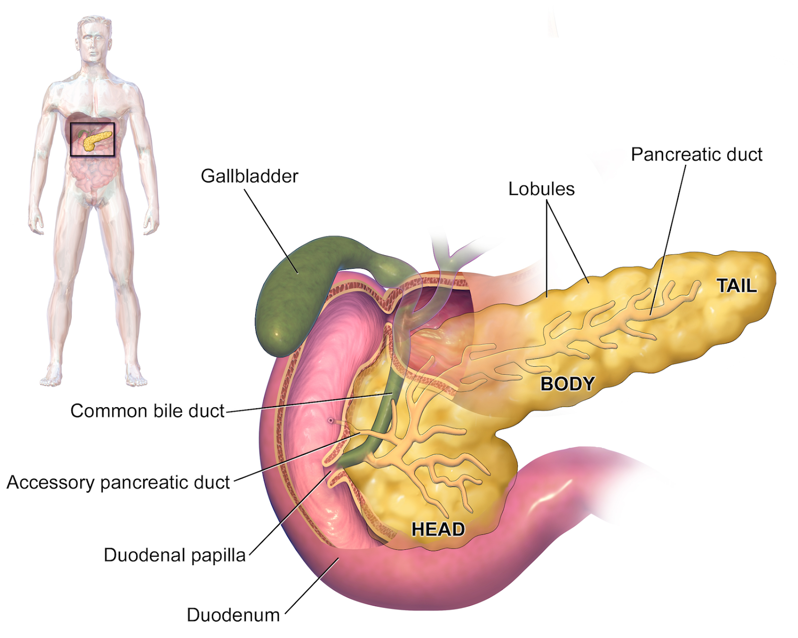 Origen emocional del cancer de pancreas