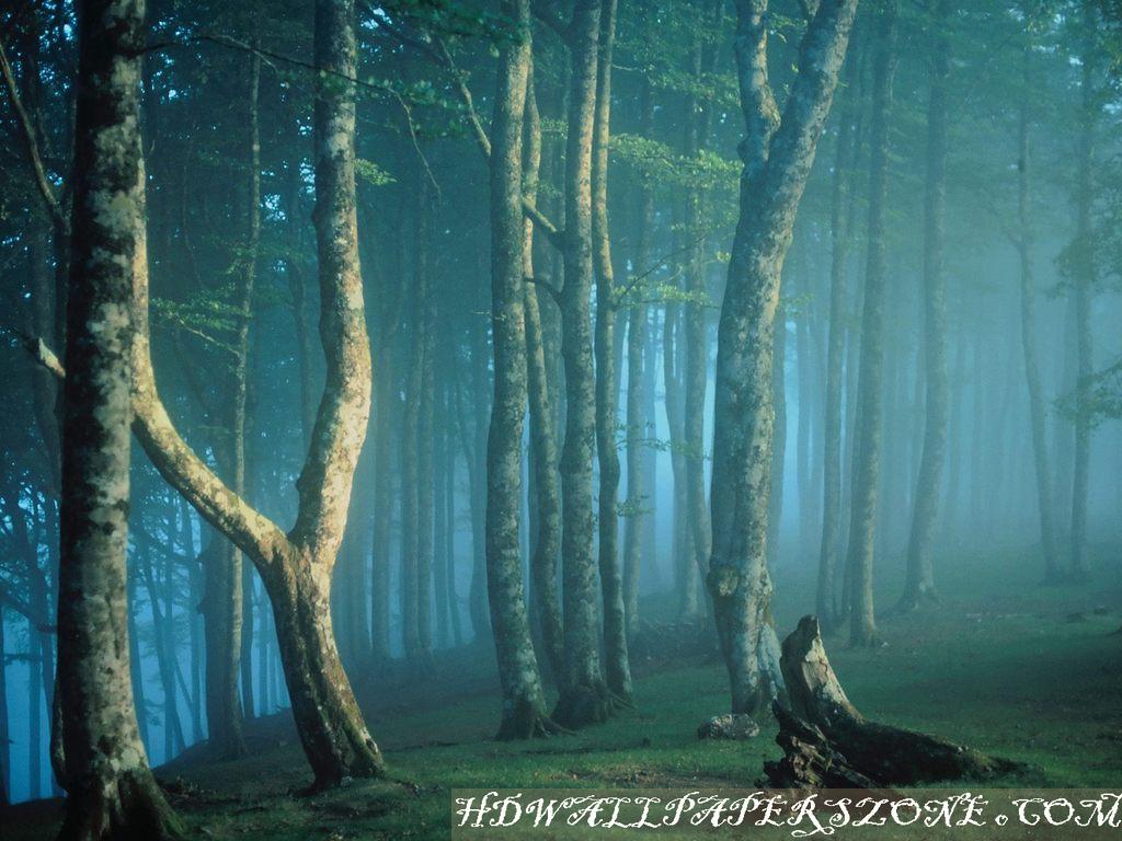hd Forest Wallpapers ~ HD WALLPAPERS CENTER
