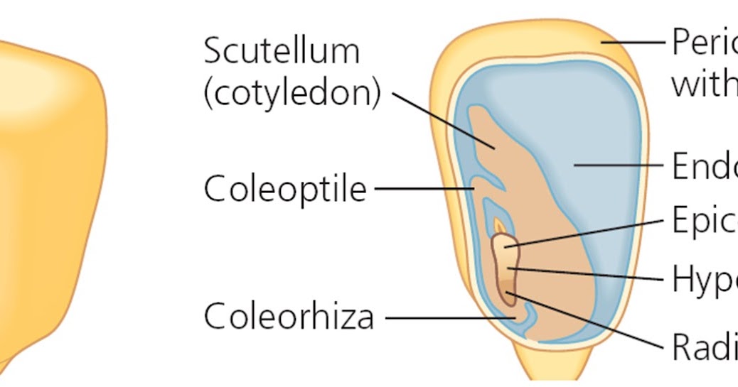 Колеоптиль. Scutellum. Coleoptile. Cocconeis scutellum.