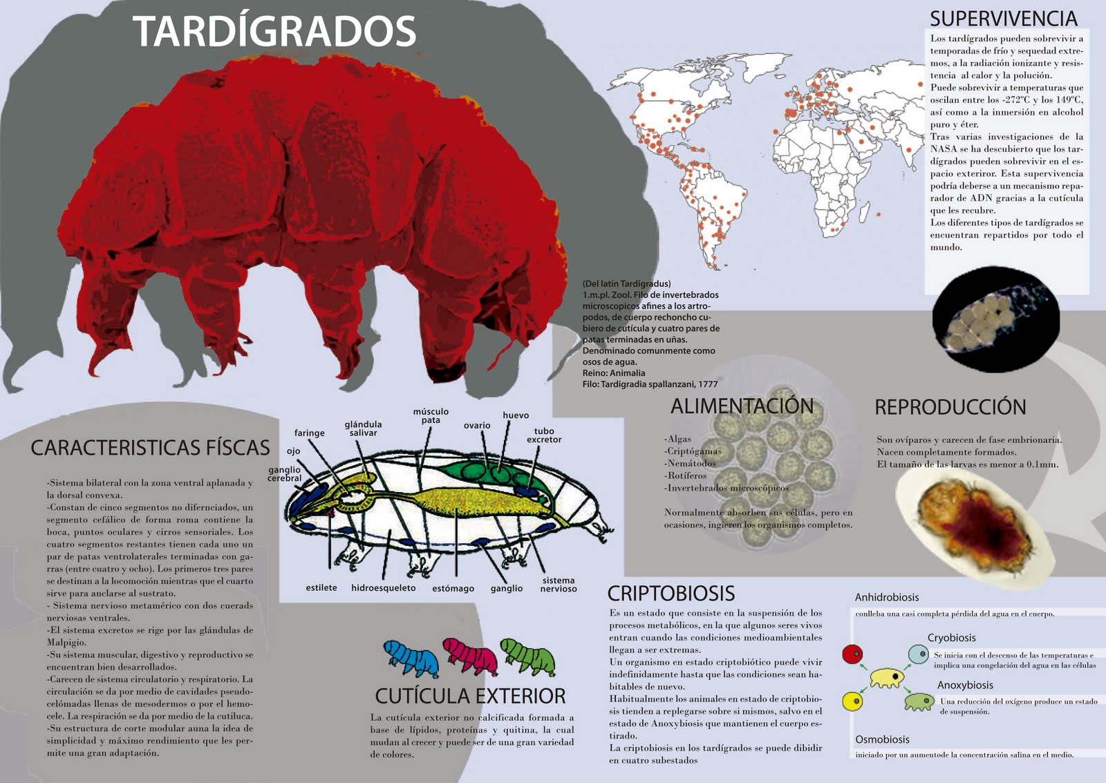 tardigrados.jpg