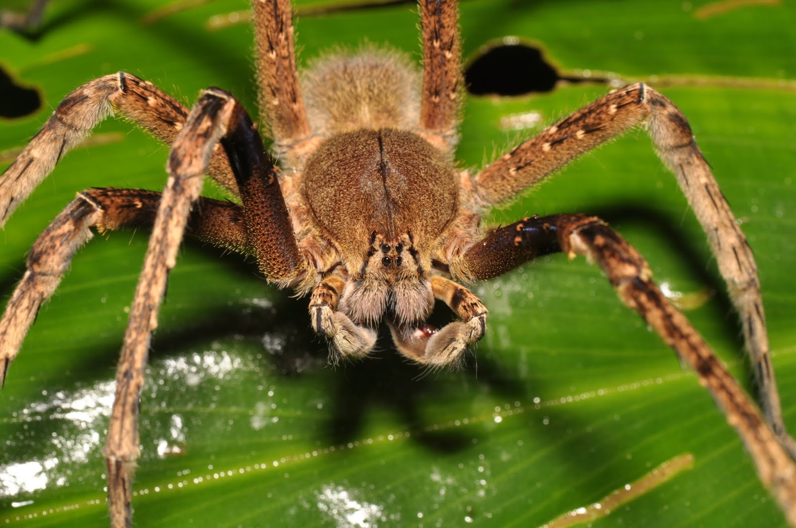 THE 10 MOST VENOMOUS ANIMALS IN THE WORLD the-10-most-venomous-animals-in-the-world