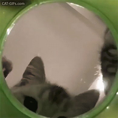 Funny Cat GIF • Two cute kitties at the gate of the cat heaven. “Let me see dude, this heaven looks wonderful.” Funny Cat GIF • Two cute kitties at the gate of the cat heaven. “Let me see dude, this heaven looks wonderful.”