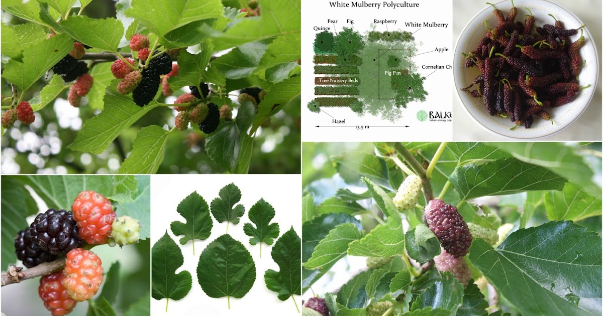 Balkan Ecology Project Mo' Mulberry The Essential Guide to probably