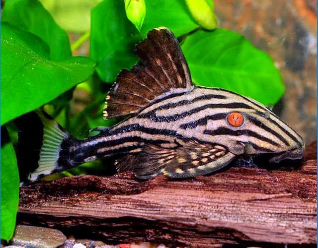 IKAN PLECO FISH/SAPU-SAPU (Hypostomus plecostomus) .