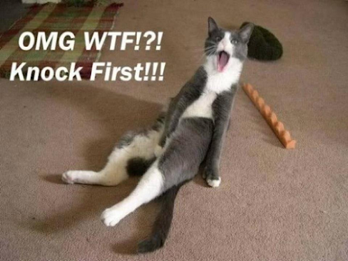 Funny cat masterbating. OMG! WTF Knock first. Funny screaming face