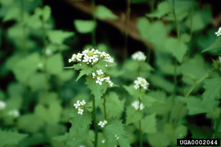 Central Pennsylvania Forestry Garlic Mustard Management Update