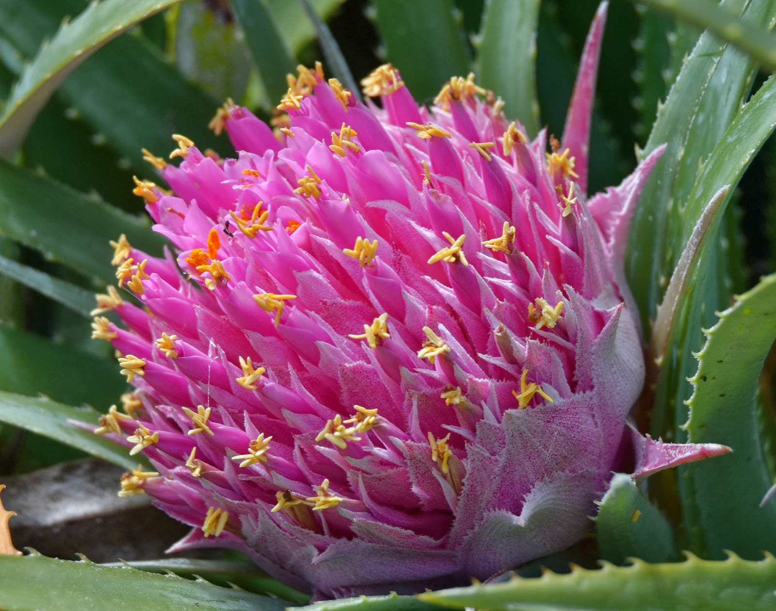 Blok888: Top 10 Most Exotic Flowers in the world 1