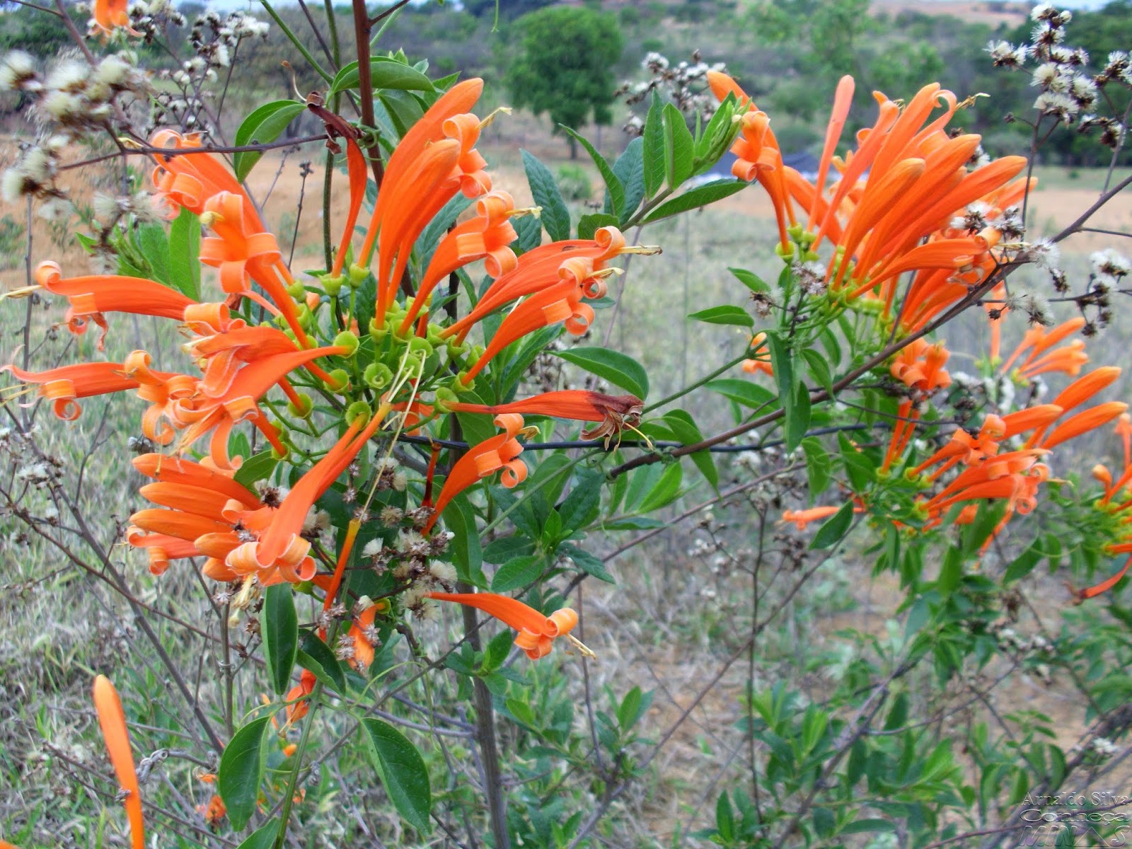 Cipó de São João&hellip; ruminando as lembranças - Conheça Minas