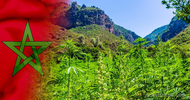 Cannabis-in-Morocco.png