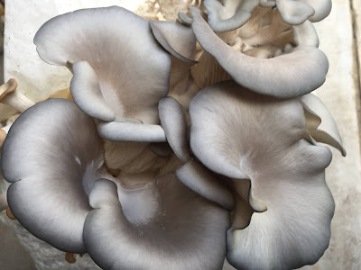 Grey oyster mushroom supply