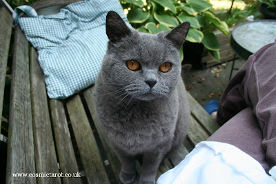 British Blue cat