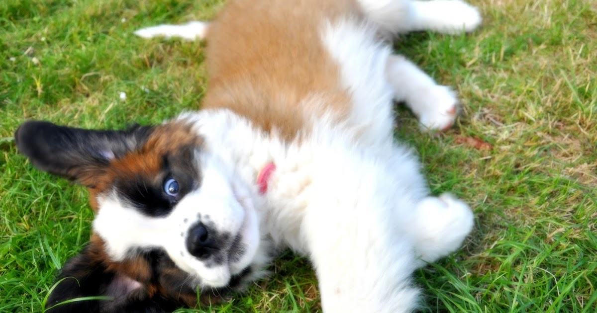 dewitt bernese mountain dogs