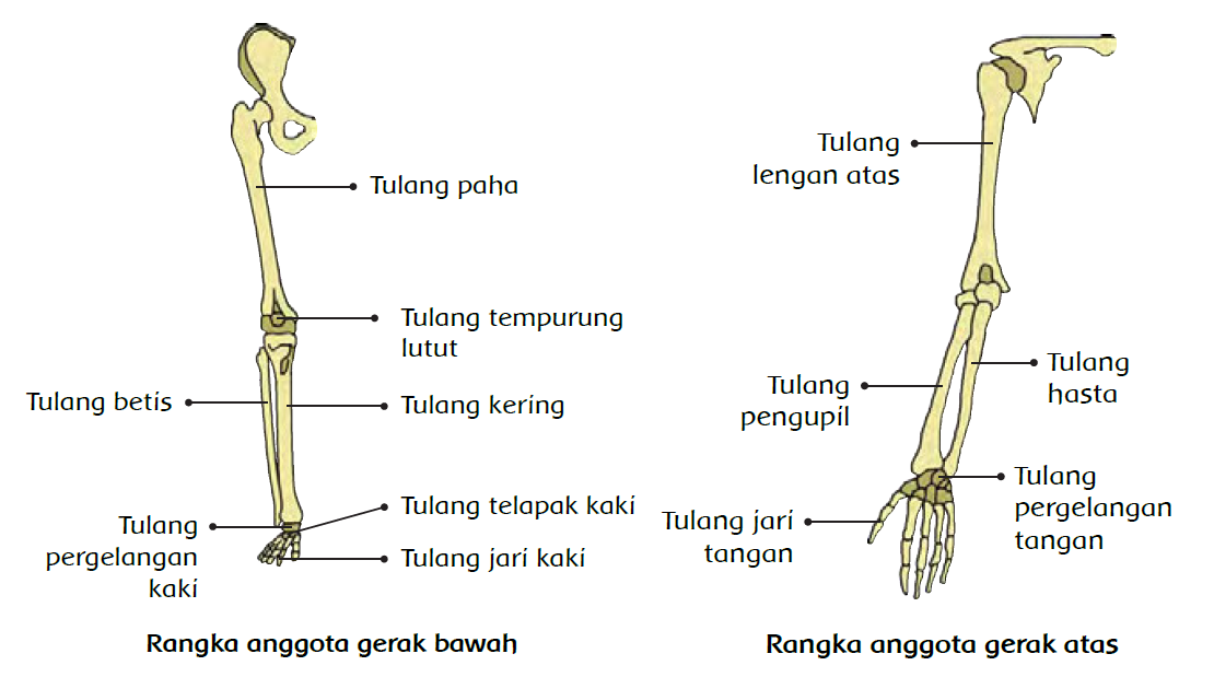 Pras Academy - SD: Kerangka Penyusun Manusia